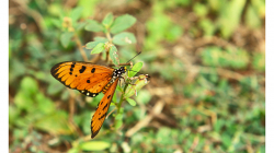 Motýli v Indii jsou kapitola sama o sobě