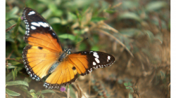 Motýli v Indii jsou kapitola sama o sobě