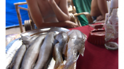 Goa - Acido vybírá ryby