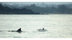 Goa - delfíni