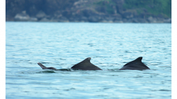 Goa - delfíni