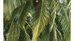 Goa - Palolem Beach - shazovač kokosů