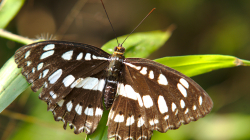 Jeden z thajských motýlů