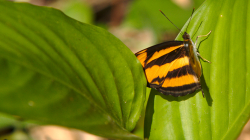 Jeden z thajských motýlů