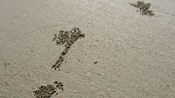 Srdce - z písku vytvořil krab