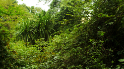 Cesta džunglí