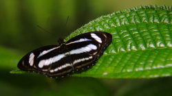 Motýl / Buterfly