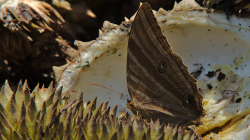 Motýl na durianu / Butterfly on durian