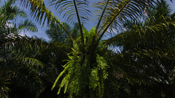 Olejová palma / Palm oil tree