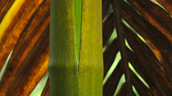 Bambus a palmový list / Bamboo and palm tree leaf