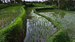 Rýžové políčka / Rice fields