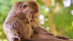 chrnící opicos / sleeping monkey