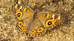 Motýl / Butterfly