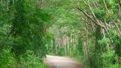 Les Salagdong / Salagdong Forest