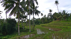 Rýžové pole / Rice field