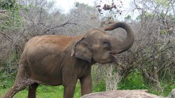Slon - Elephant