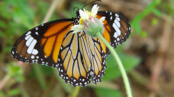 Motýl - Butterfly