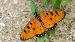 Motýl - Butterfly