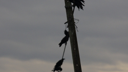 Vrány - Crows