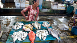 Prodej ryb - Fish selling
