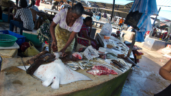 Rybí trh v Negombu / Negombo fish market