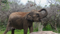 Slon v NP Yala / Elephant in Yala NP