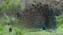 Paví námluvý / Peacock's curtship