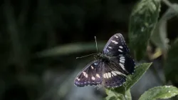 017